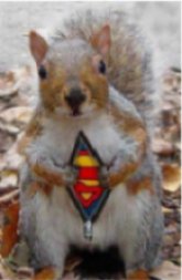 Super_Squirrel