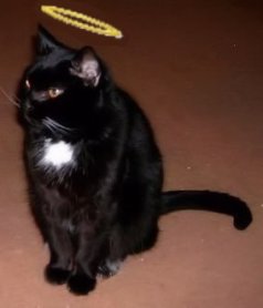 Angelic Spider Small