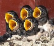 Animals 0036 Cropped 150H