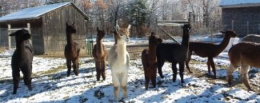 Animals 1441 Cropped 150H