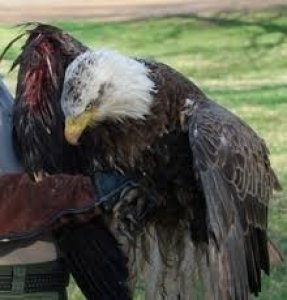 Can We Save our&nbsp;Freedom?