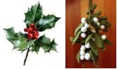Holly and Mistletoe 100