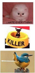 Authority Figures 300