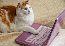 Cat on Internet 150.jpg