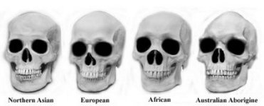 Skulls with Races 150