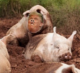 Trump Pig with 1 Other 250