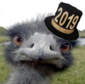 Ostrich 2019