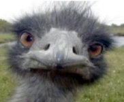 Ostrich Base Image 150