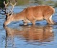 Reindeer Drinking at River 100
