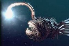 angler fish 150