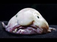 blobfish 150