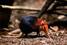 boni giant sengi aka elephant shrew 150