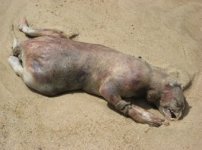 montauk monster 150
