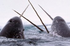 narwhals 150