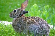 shope papilloma virus 01 150