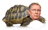 turtleman 02 100