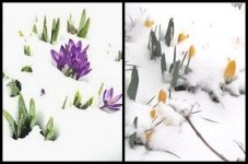 Crocusses and Daffodils Pushing through Snow 150