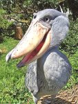 Shoebill 150
