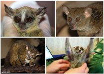 Small-eared Galago Collage 150
