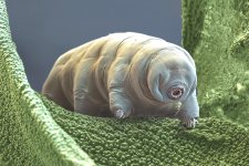 Tardigrade 150